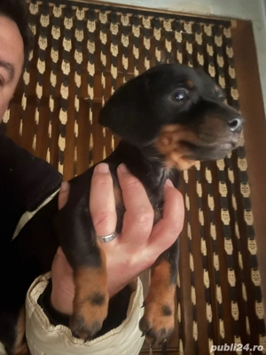 Teckel Fetita vaccinata - imagine 5