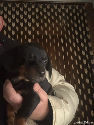 Teckel Fetita vaccinata - imagine 2