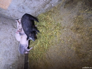 vand purcei - imagine 2