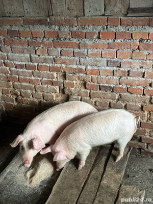 Purcei de vânzare - imagine 2