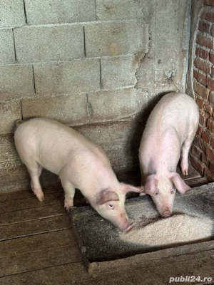 Purcei de vânzare