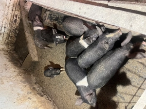 Purcei  de casă - imagine 3