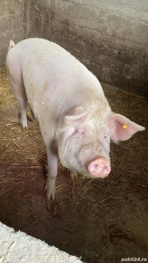 Porc gras de vânzare  - imagine 2