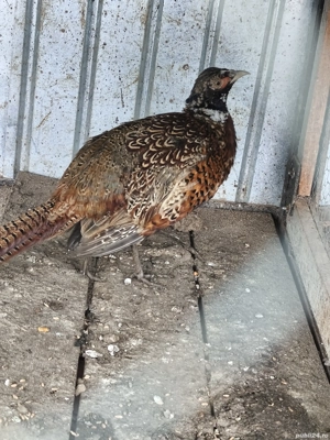 Fazani comuni de vânzare  - imagine 2