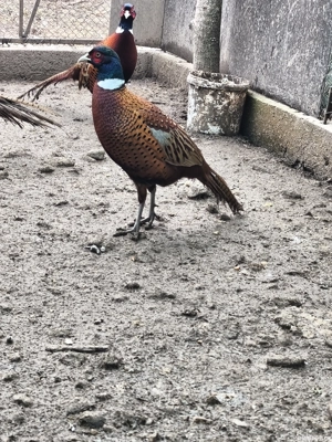 Fazani comuni de vânzare 