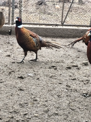 Fazani comuni de vânzare  - imagine 3