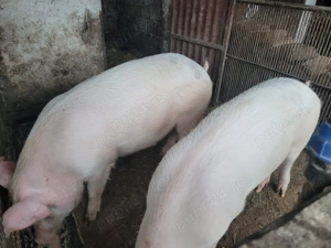 Vând porci crescuți bio!!