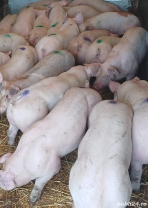 Vand purcei porci 11 lei kg la cântar 