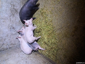 de vznzare in gornet cricov sat dobrota 