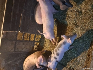 de vznzare in gornet cricov sat dobrota  - imagine 2