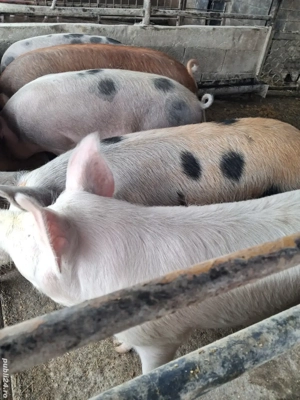 de vânzare 5 masculi 80..120 kg rasă duroc și petrean ofer transport gratuit 
