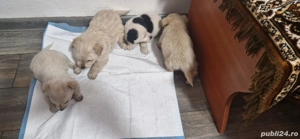 vand puiuții bishoni - imagine 3