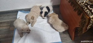 vand puiuții bishoni - imagine 2