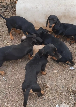 Căței techel - imagine 2