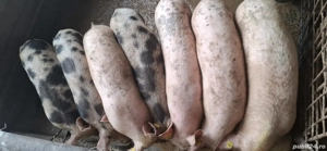 vând purcei(șoldani)