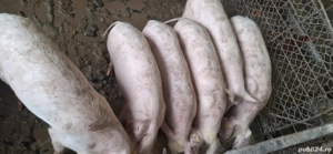 vând purcei(șoldani) - imagine 3