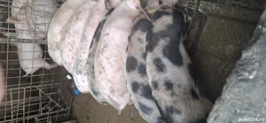 vând purcei(șoldani) - imagine 2