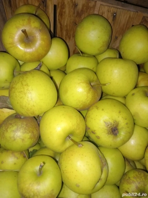 Vand mere golden en gros - imagine 3