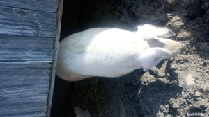 scroafa crescuta natural