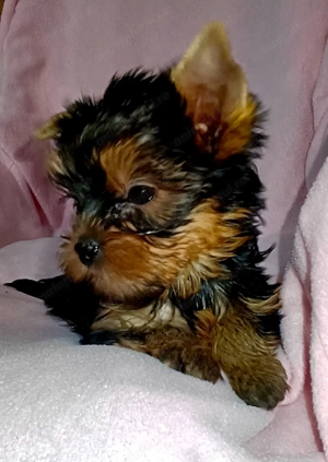 Yorkshire terrier talie mica  - imagine 5