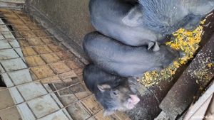 Purcei Vietnamezi (cu mistret)