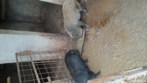 Purcei Vietnamezi (cu mistret) - imagine 2