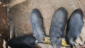 Purcei Vietnamezi (cu mistret) - imagine 3