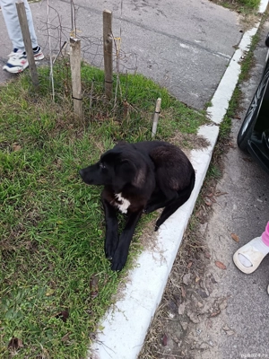 Labrador Retriever metis - imagine 3