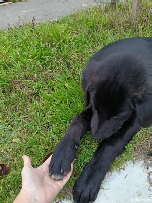 Labrador Retriever metis - imagine 2