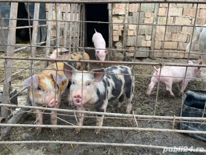 vand 10 purcei 8 saptamani 