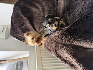 Yorkshire terrier mini toy