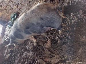 Vând scorfa la prima fătare este doua luni jumate genstanta 