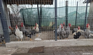 Vând Cocoși de țară