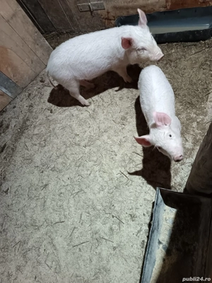 Purcei 10 săptămâni 