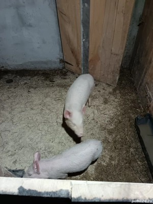 Purcei 10 săptămâni  - imagine 3