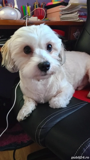 Bichon Maltez mascul 3 ani