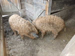 Vând vier mangalita  - imagine 4