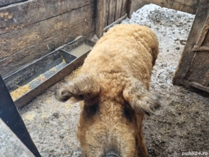 Vând vier mangalita  - imagine 3