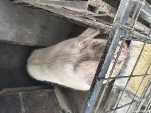 Purcelușe de vânzare - imagine 2