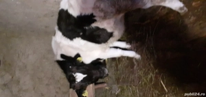 Vitel de vanzare 200 kg - imagine 2