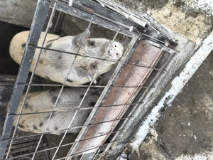 Purcelușe de vânzare