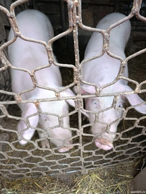 vand porci - imagine 2