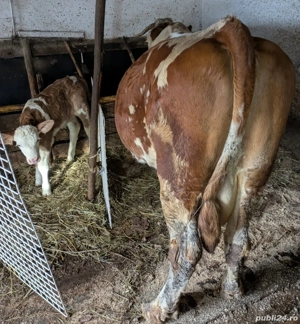 Vand vaca cu vitel - imagine 3