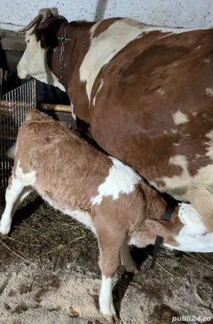 Vand vaca cu vitel - imagine 2