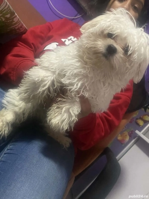 Bișon ?????????????? - imagine 2