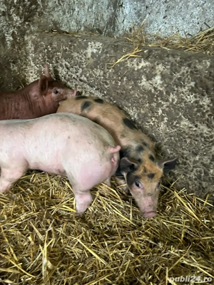 vand purcei duroc - imagine 2