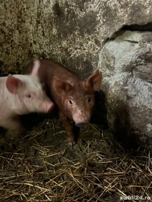 vand purcei duroc - imagine 3