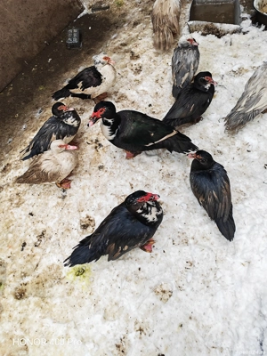 vand sau schimb rate mute  - imagine 2