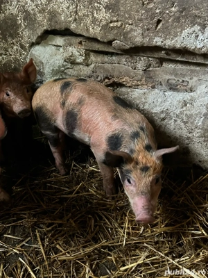 vand purcei duroc - imagine 4