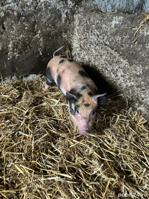 vand purcei duroc - imagine 5